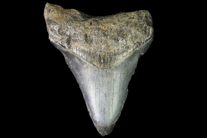 Bargain, Megalodon Tooth - North Carolina #76328